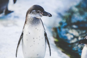 Día Mundial de los Pingüinos