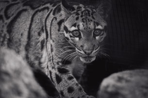 Día Internacional del Leopardo Nublado
