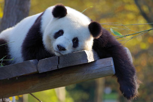 Día Internacional del Panda Gigante Día Internacional del Panda Gigante