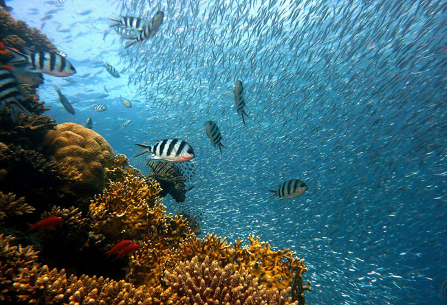 Han desaparecido la mitad de las extensiones de arrecifes de coral