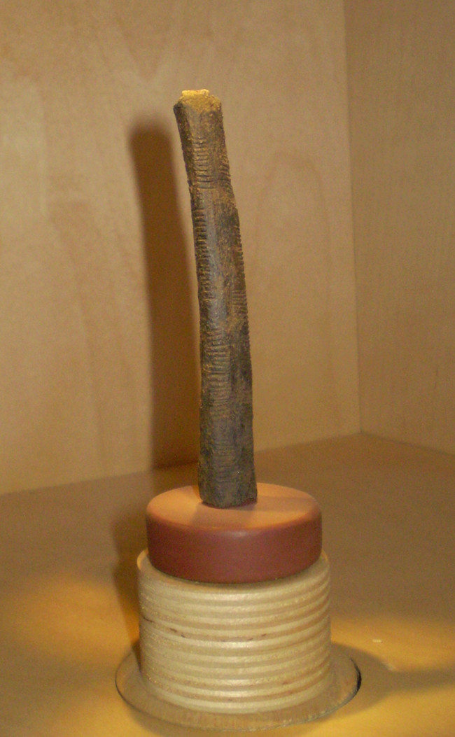 Imagen del hueso de Ishango expuesto en el Real Instituto Belga de Ciencias Naturales