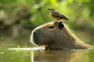Día de Apreciación del Capibara o Carpincho