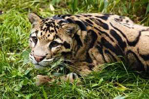 Día Internacional del Leopardo Nublado