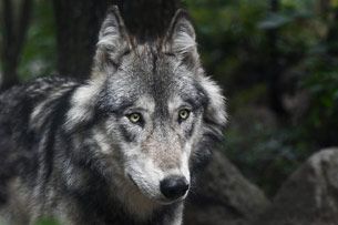 Día Internacional del Lobo