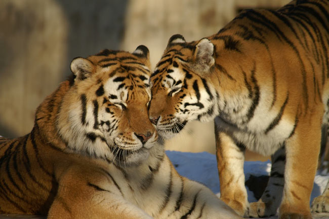 La población de tigres ha aumentado pero sigue en peligro