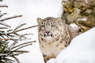 La ONU hace oficial el Día Internacional del Leopardo de las Nieves en una resolución de diciembre de 2024